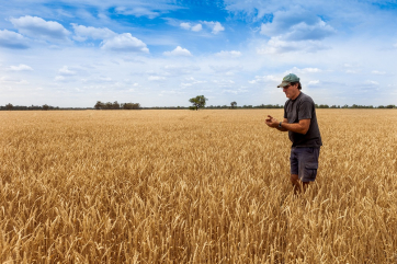 Австралия снова войдет в топ поставщиков пшеницы в Азию